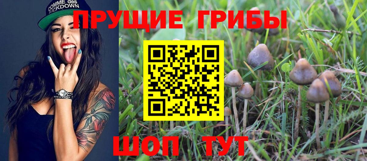 Псилоцибиновые грибы Psilocybine cubensis  Вход с VPN  купить закладку  Галлюциногенные грибы GOLDEN TEACHER  Ачхой-Мартан 