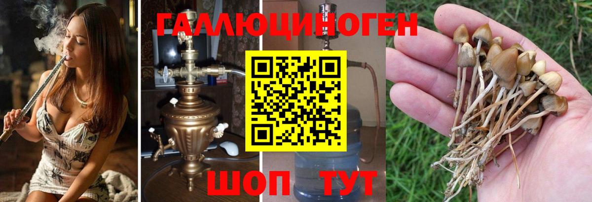 Псилоцибиновые грибы Psilocybine cubensis Ачхой-Мартан